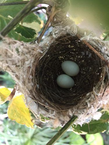 鳥在住家築巢